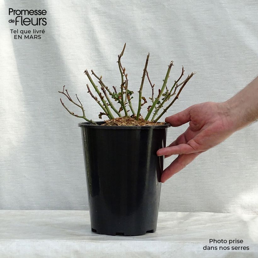 Rosa 'Country Dream' - Groundcover Rose 3L/4L pot sample as delivered in winter