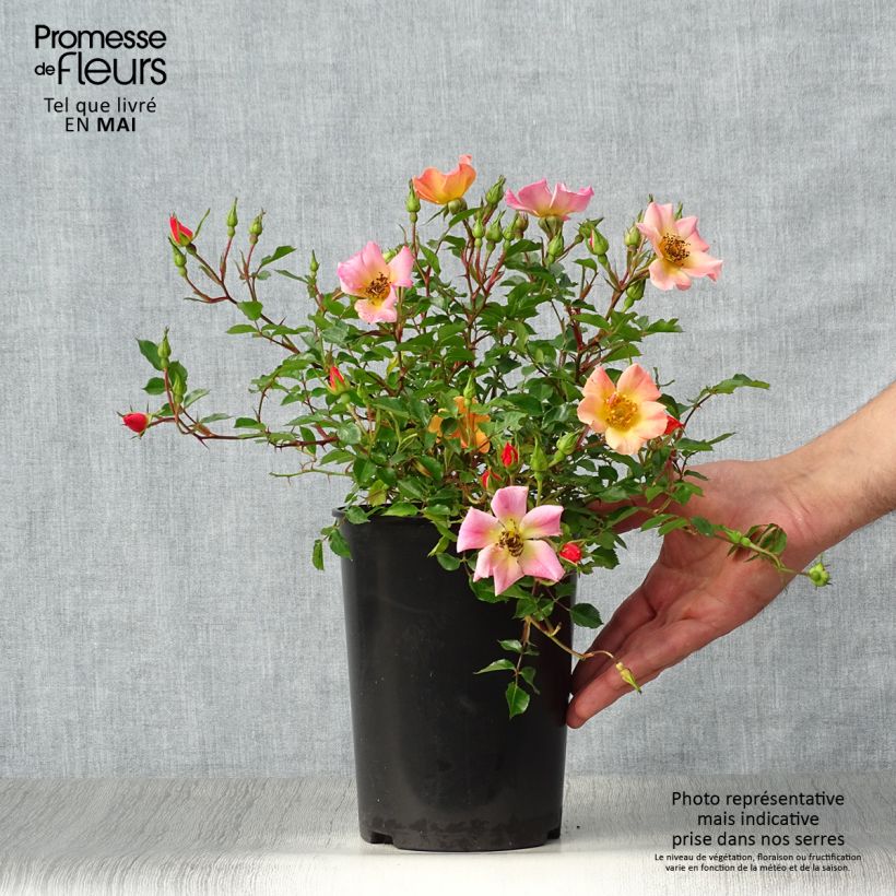 Rosa Happy Chappy - Ground Cover Rose 3L/4L pot sample as delivered in spring