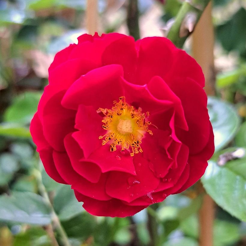 Rosa Mainaufeuer (Flowering)