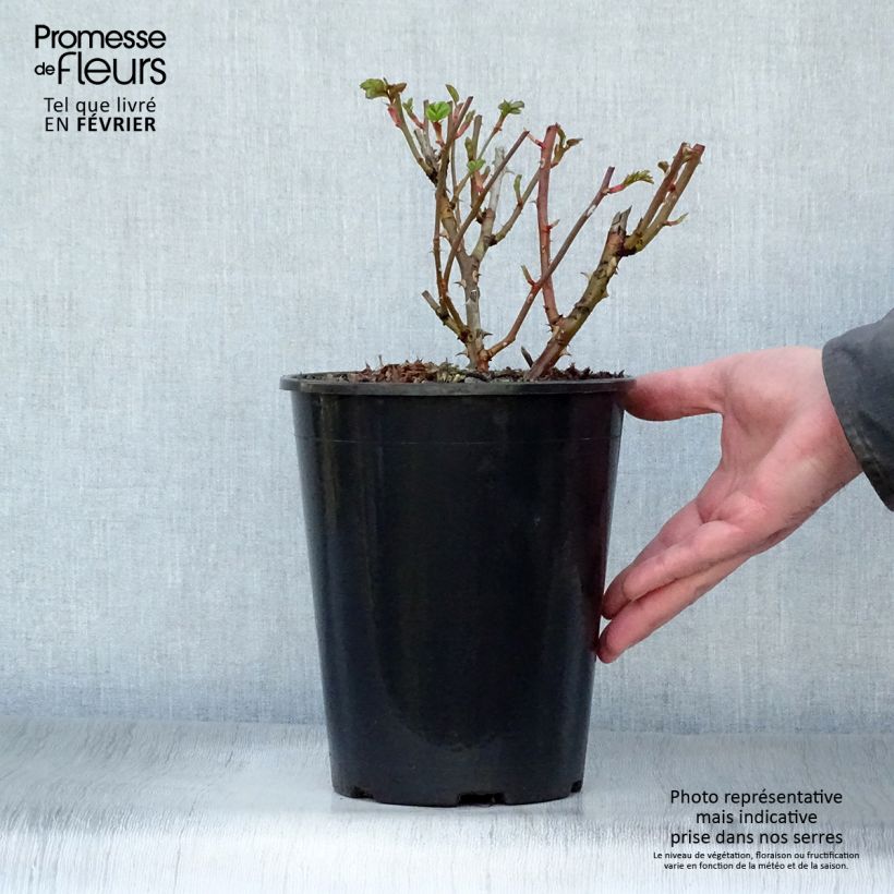 Rosa Marondo - shrub rose 2L/3L pot sample as delivered in winter
