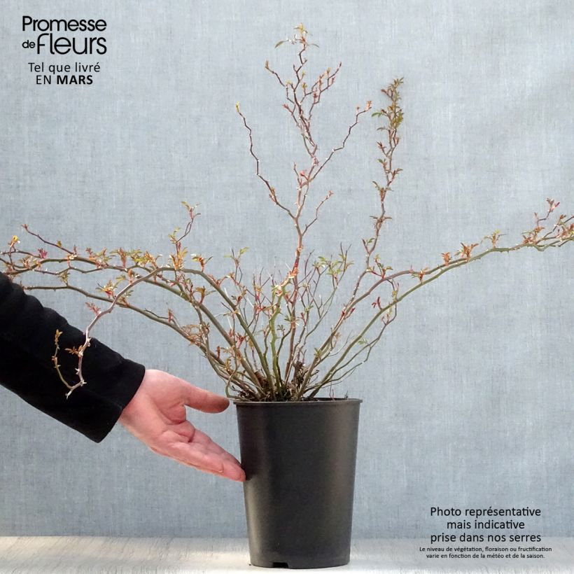 Rosa Nozomi - miniature groundcover or short climbing rose 1L/1.5L pot sample as delivered in spring