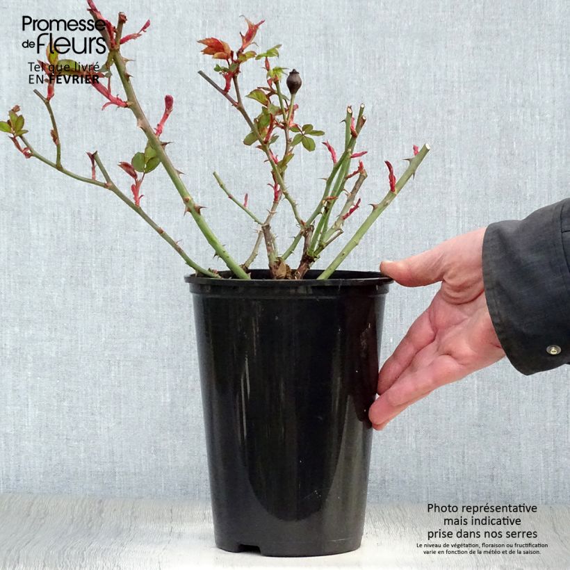 Rosier couvre-sol Pink Knock Out (Rodin) Pot de 3L/4L sample as delivered in winter
