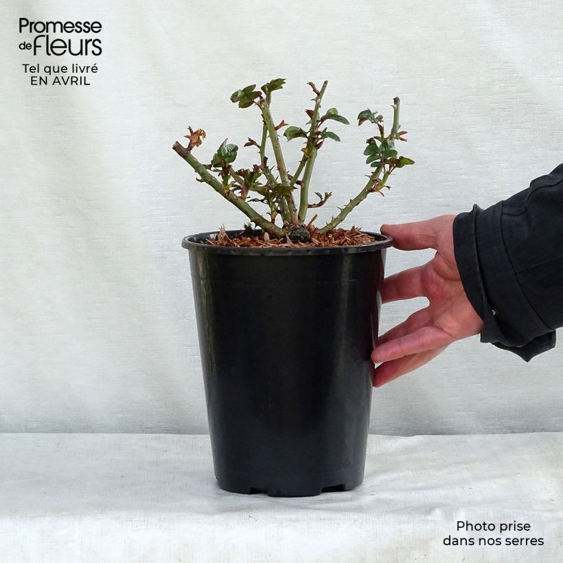 Rosa Rigo Aprikola 2L/3L pot sample as delivered in winter