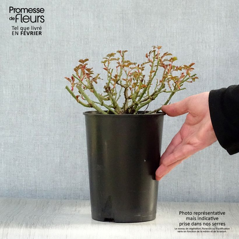 Rosa Rigo Bonaparte 2L/3L pot sample as delivered in winter