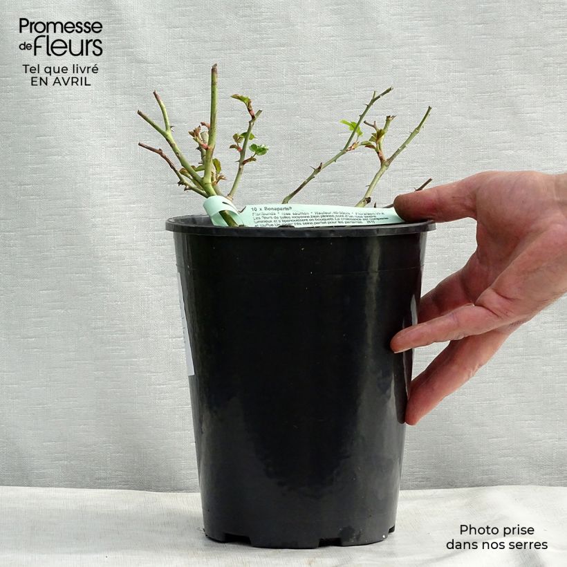 Rosa Rigo Bonaparte 2L/3L pot sample as delivered in spring