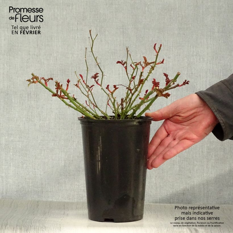 Rosa Rigo Neon 2L/3L pot sample as delivered in winter