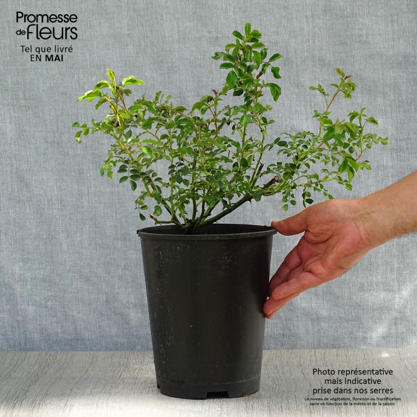 Rosa Rigo Neon 2L/3L pot sample as delivered in spring