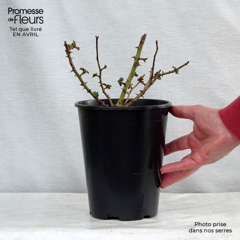 Rosa Rigo Rotilia 2L/3L pot sample as delivered in spring