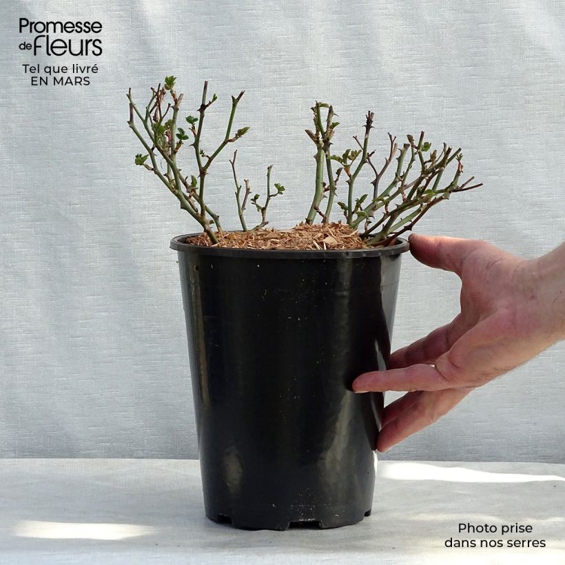 Rosa x polyantha Satina - Groundcover Rose 2L/3L pot sample as delivered in winter