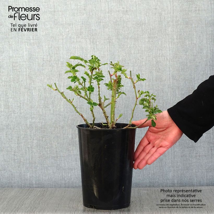 Rosa Weg der Sinne - shrub rose 2L/3L pot sample as delivered in winter
