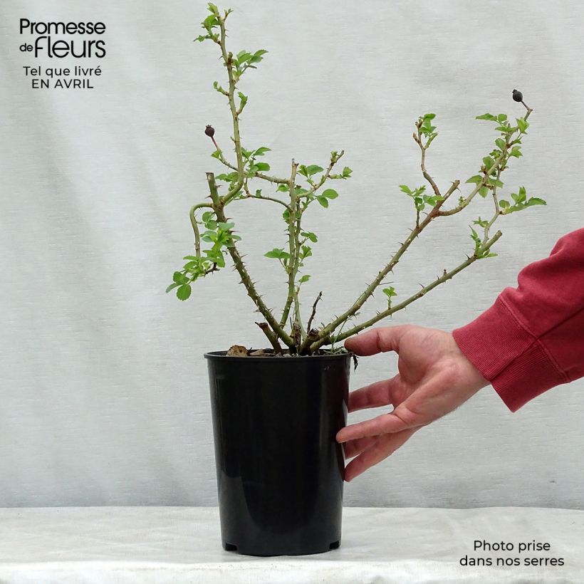 Rosa Weg der Sinne - shrub rose 2L/3L pot sample as delivered in spring