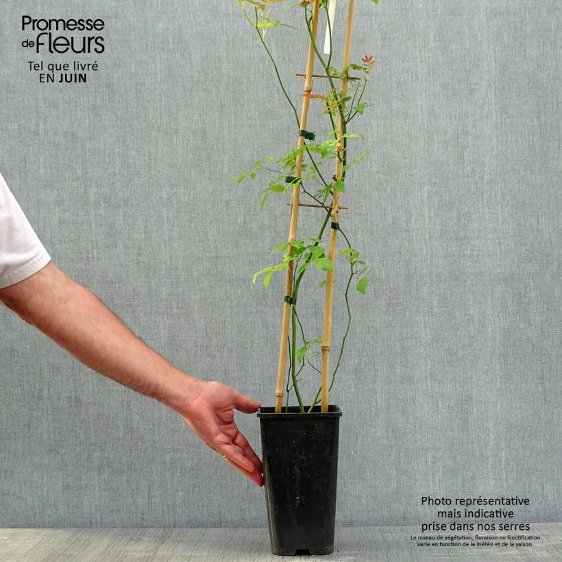 Rosa banksiae var. banksiae 'Alba Plena' - Hybrid Banksia - Rambling Rose 2L/3L pot sample as delivered in spring