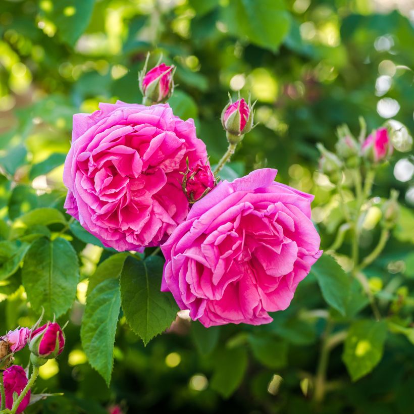 Rosa x damascena - damask rose (Flowering)