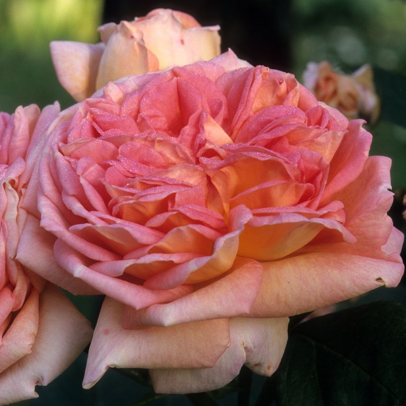 Rosa 'Alchymist' (Flowering)
