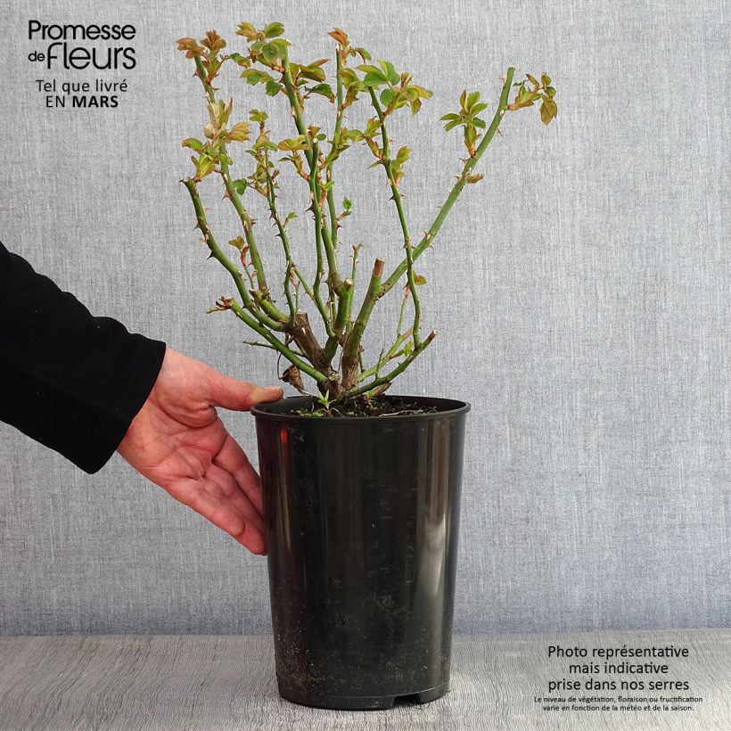 Rosa 'Alchymist' 4L/5L pot sample as delivered in winter