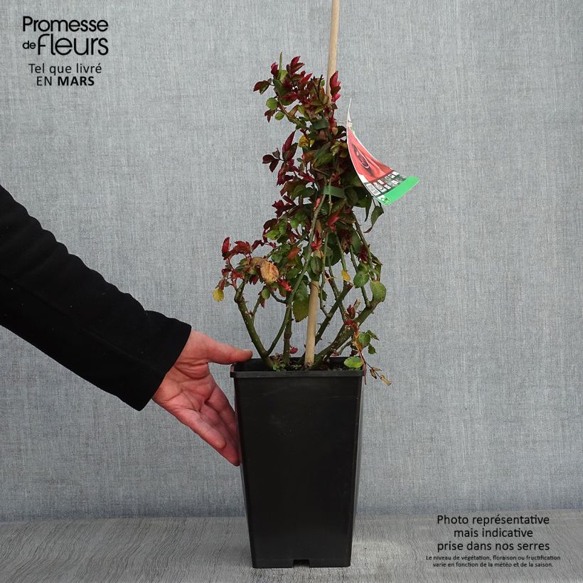 Rosa 'Amadeus' - Climbing Rose 4L/5L pot sample as delivered in winter
