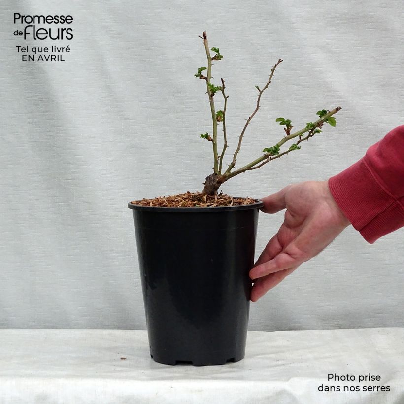 Rosa American Pillar 4L/5L pot sample as delivered in spring