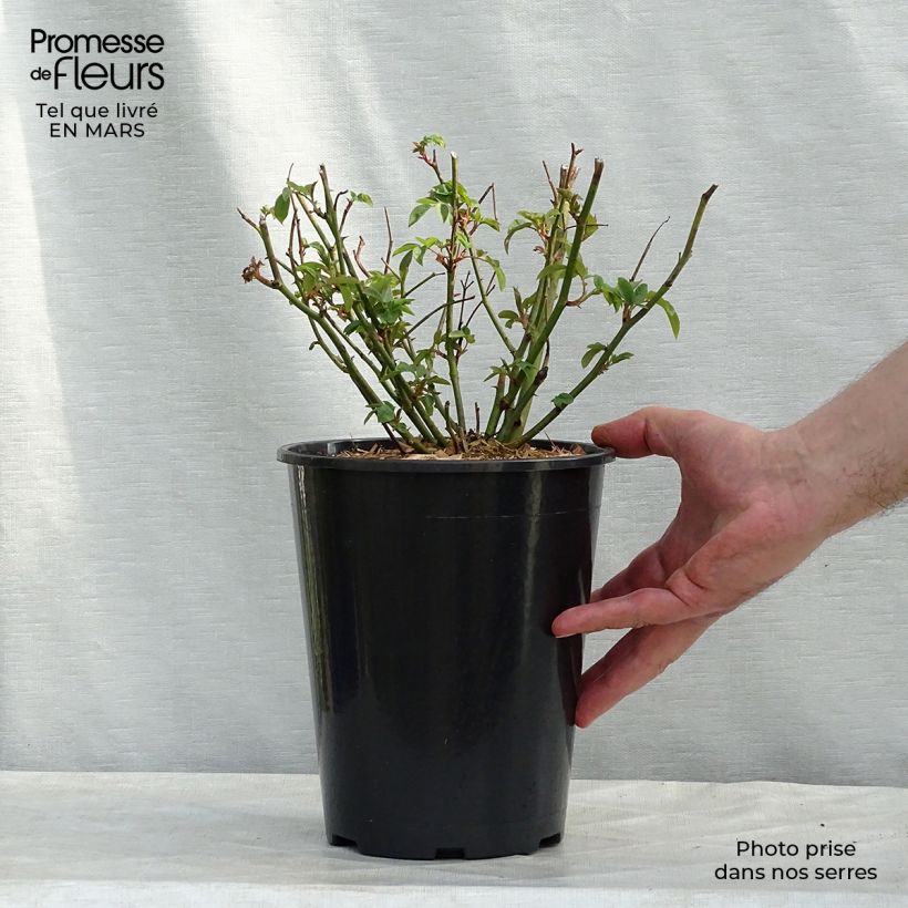 Rosa  Blush Noisette - Climbing Rose 4L/5L pot sample as delivered in winter