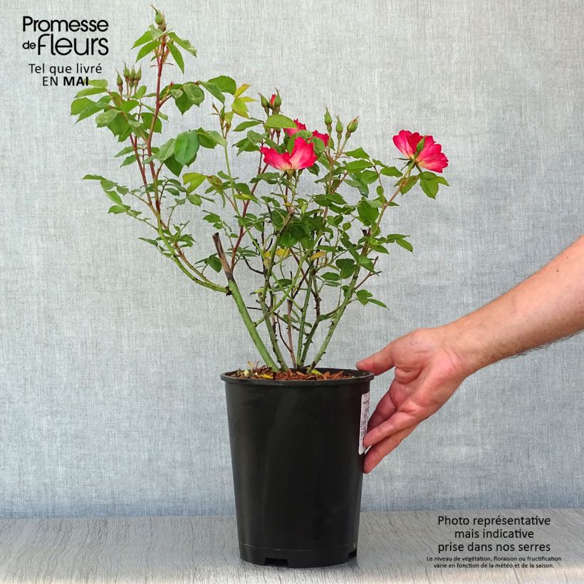 Rosa 'Cocktail' - Climbing Rose 4L/5L pot sample as delivered in spring