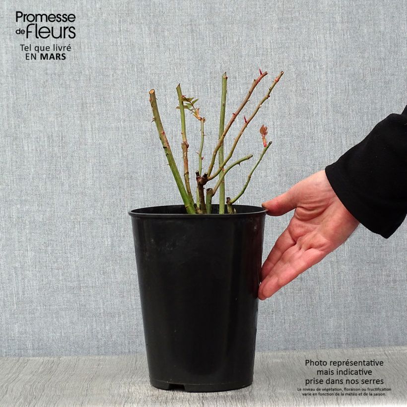 Rosa Coral Dawn 4L/5L pot sample as delivered in winter