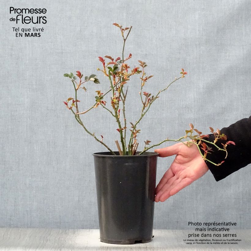 Rosa Coral Dawn 4L/5L pot sample as delivered in spring