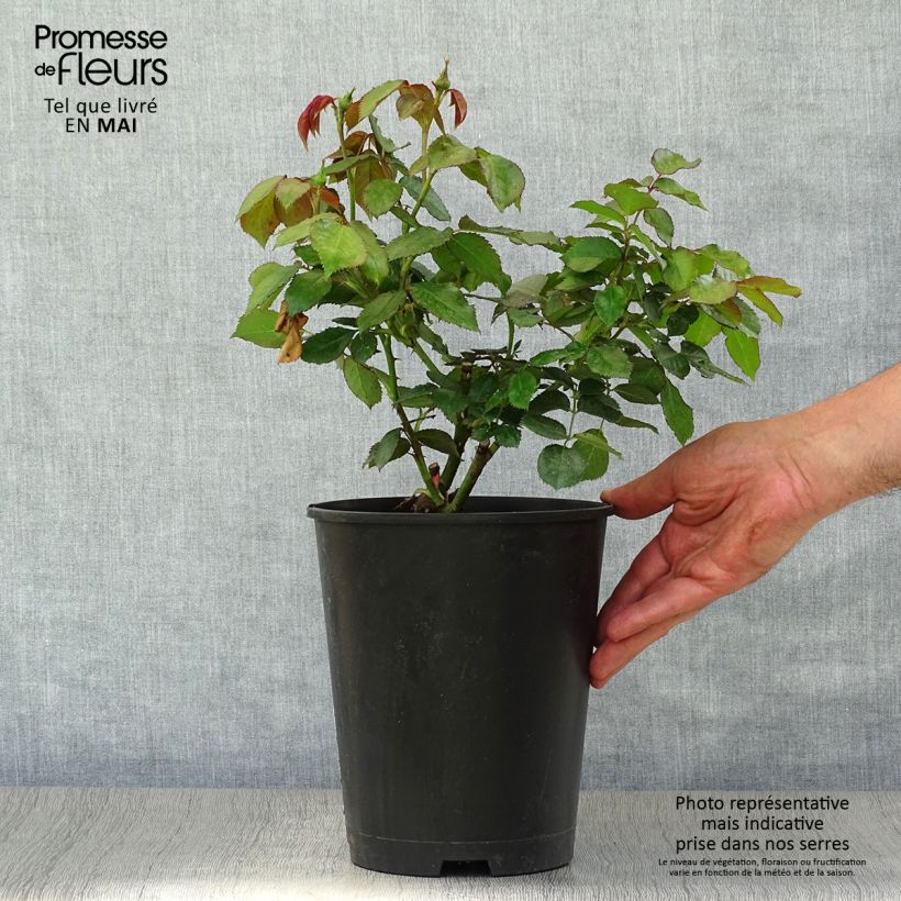 Rosa Cyclamen 'Pierre de Ronsard' - Climbing Rose 4L/5L pot sample as delivered in spring