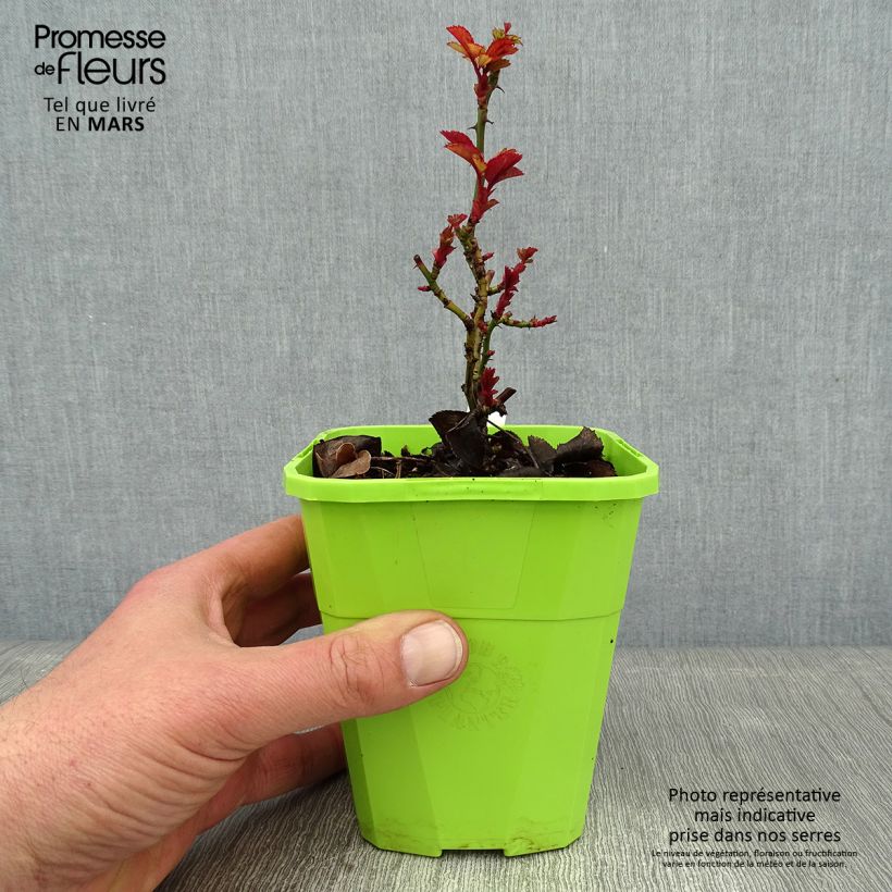 Rosa 'Florentina' - Climbing Rose 4L/5L pot sample as delivered in winter