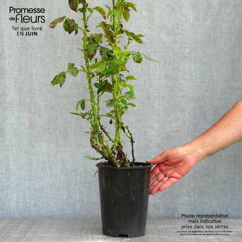 Rosa 'Golden Boy' - Climbing Rose 4L/5L pot sample as delivered in spring