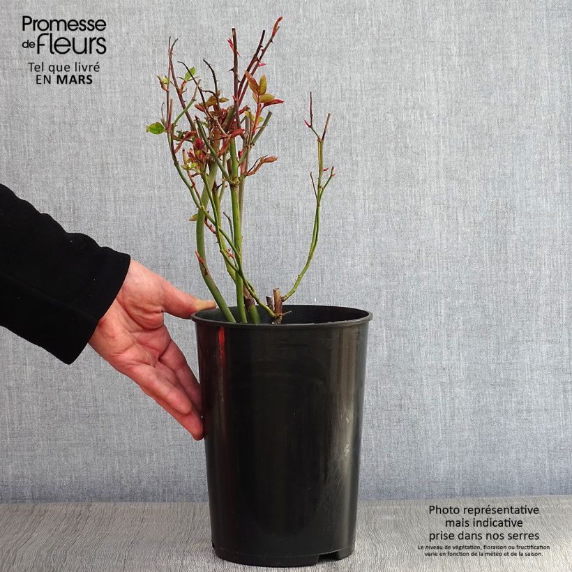 Rosa 'Golden Showers' 4L/5L pot sample as delivered in winter