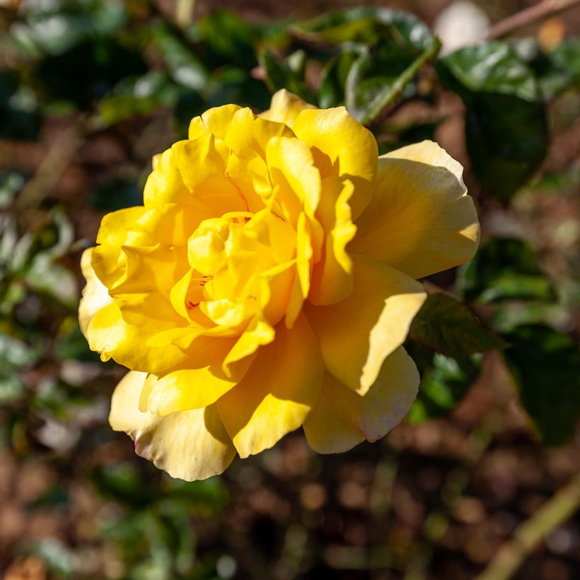 Rosa 'Golden Showers' (Flowering)