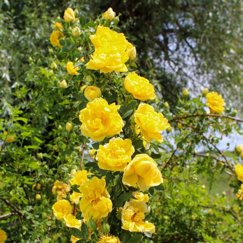 Rosa 'Golden Showers' (Plant habit)