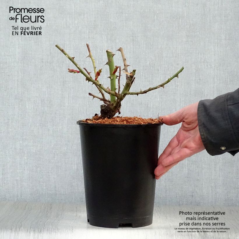 Rosa 'Hanabi' - Climbing Rose 4L/5L pot sample as delivered in winter