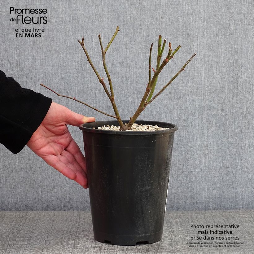 Rosa x Noisette 'Madame Alfred Carrière' 4L/5L pot sample as delivered in winter