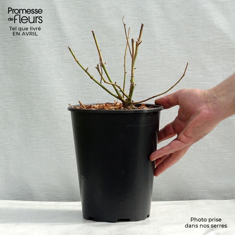 Rosa x Noisette 'Madame Alfred Carrière' 4L/5L pot sample as delivered in spring