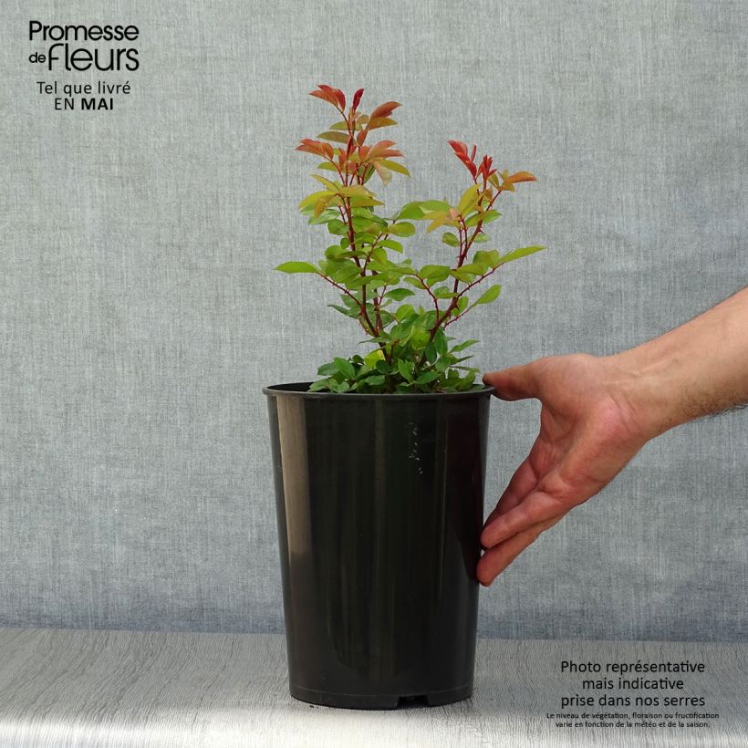 Rosa x bracteata 'Mermaid' - Climbing Rose 3L/4L pot sample as delivered in spring