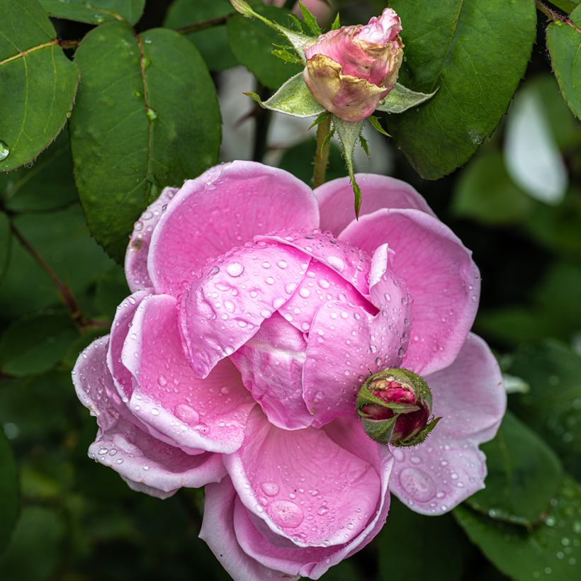 Rosa 'Mme Caroline Testout' (Flowering)