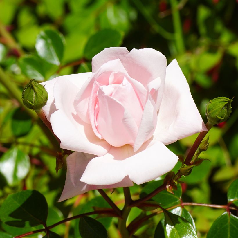 Rosa x wichuraiana 'New Dawn' (Flowering)