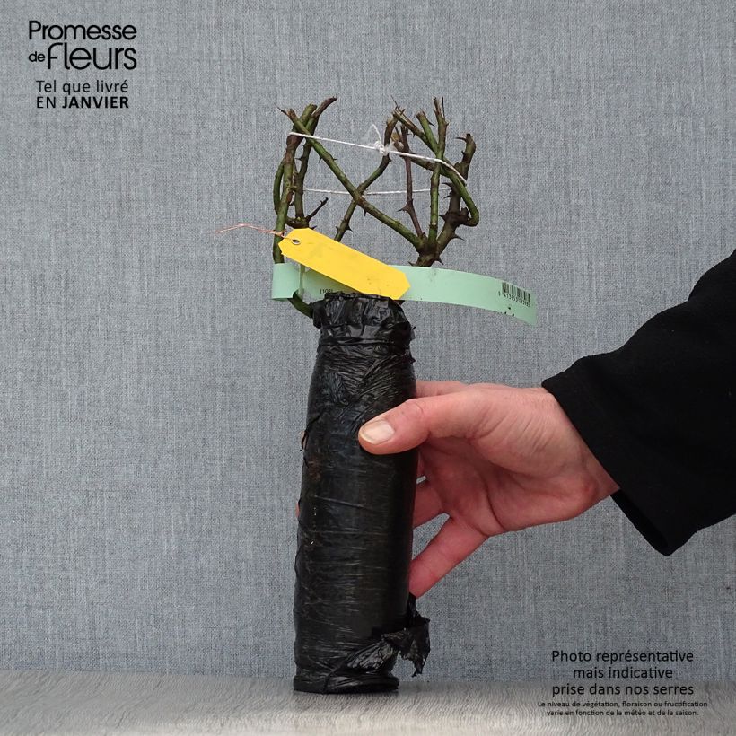 Rosa Ozeana - Climbing Rose Wrapped bare root sample as delivered in winter