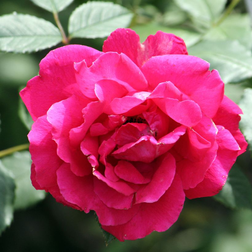 Rosa Pauls Scarlet Climber (Flowering)