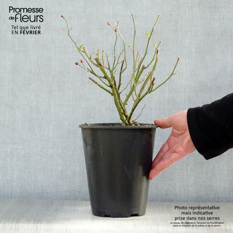 Rosa 'Perennial Blue' - Climbing Rose 4L/5L pot sample as delivered in winter