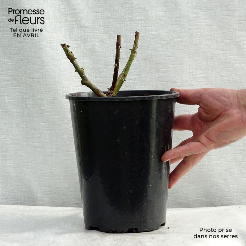 Rosa  Pierre de Ronsard - Climbing Rose 4L/5L pot sample as delivered in spring
