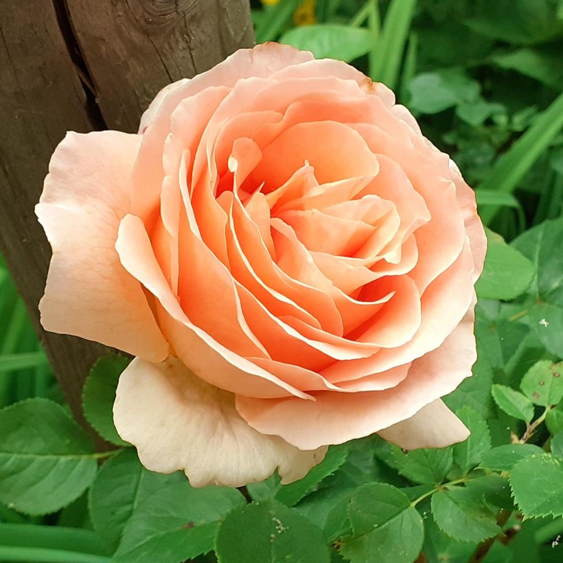 Rosa  Polka - Climbing Rose (Flowering)