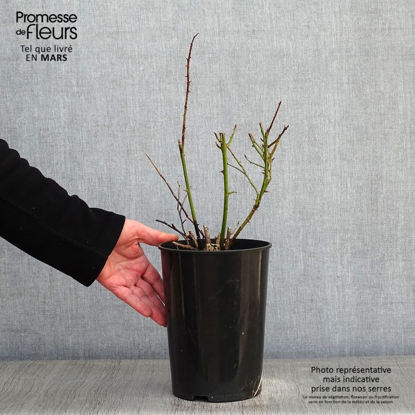 Rosa  Polka - Climbing Rose 4L/5L pot sample as delivered in winter