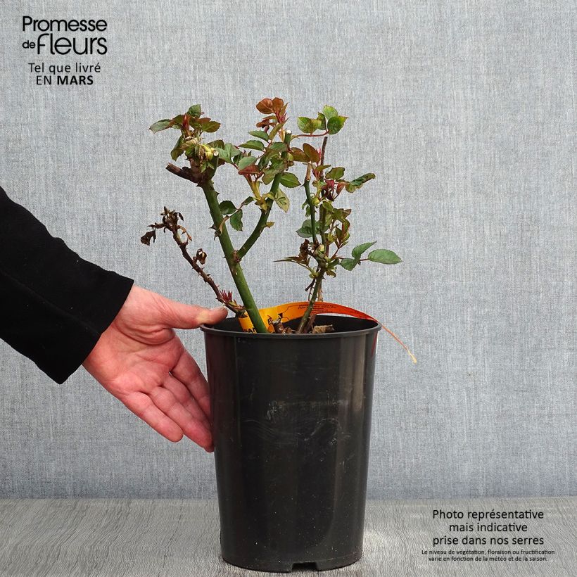 Rosa 'Red Eden Rose' - Climbing Rose 4L/5L pot sample as delivered in winter