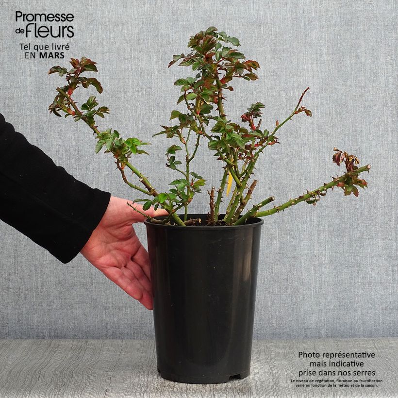 Rosa x floribunda 'Rosarium Uetersen' - Floribunda Rose 4L/5L pot sample as delivered in winter