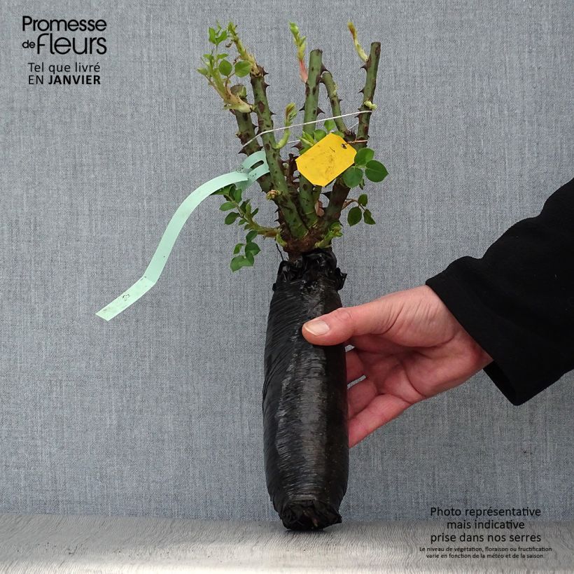 Rosa x floribunda 'Rose de Tolbiac' Klettermaxe Climbing Rose  Wrapped bare root sample as delivered in winter