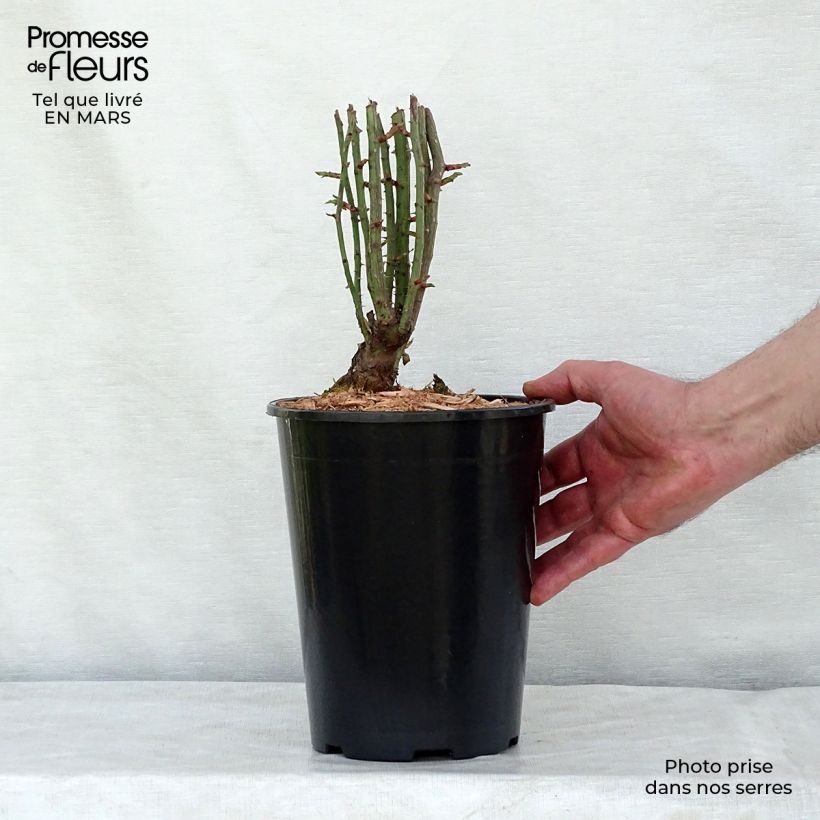 Rosa x multiflora 'Seven Sisters Rose' 4L/5L pot sample as delivered in spring