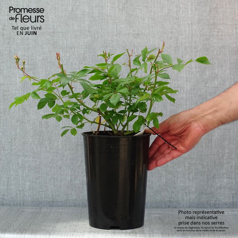 Rosa 'Lavender Siluetta' - Climbing Rose 4L/5L pot sample as delivered in spring