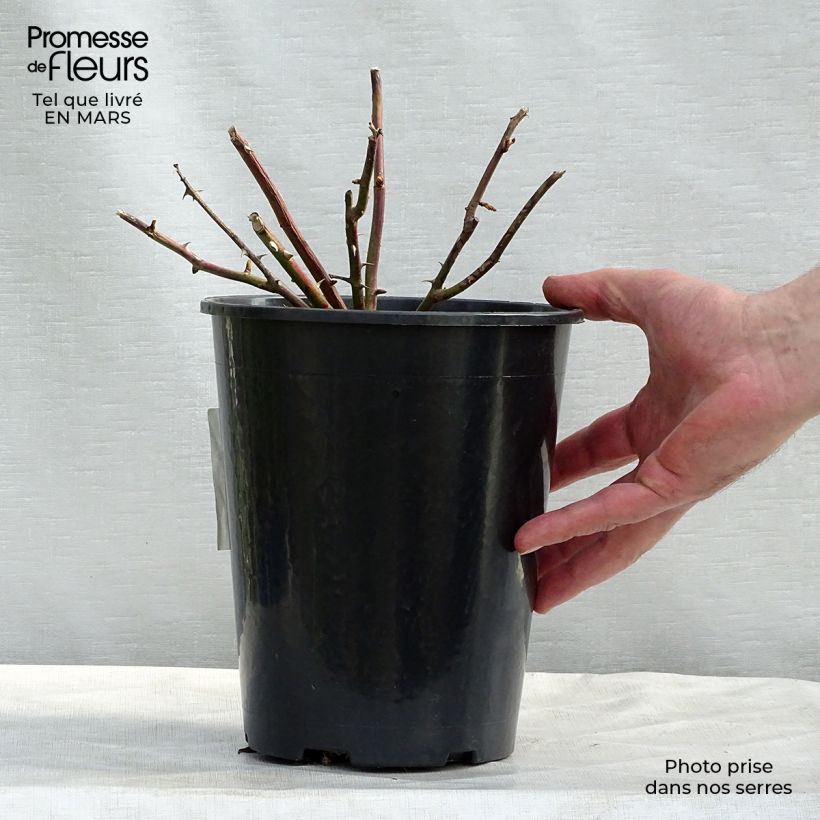 Rosa x wichuraiana White New Dawn - Climbing Rose 4L/5L pot sample as delivered in spring