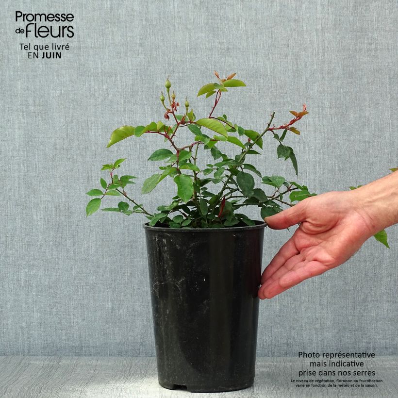 Rosa x sempervirens 'Adélaïde d’Orléans' - Rambling Rose 4L/5L pot sample as delivered in spring